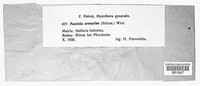 Puccinia arenariae image